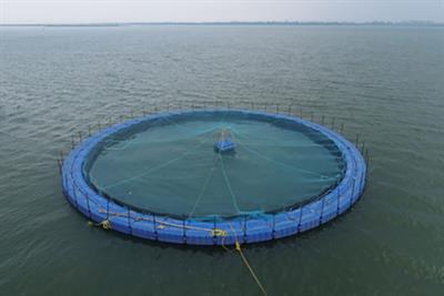 Editorial: Hilsa shad: progress in science and management